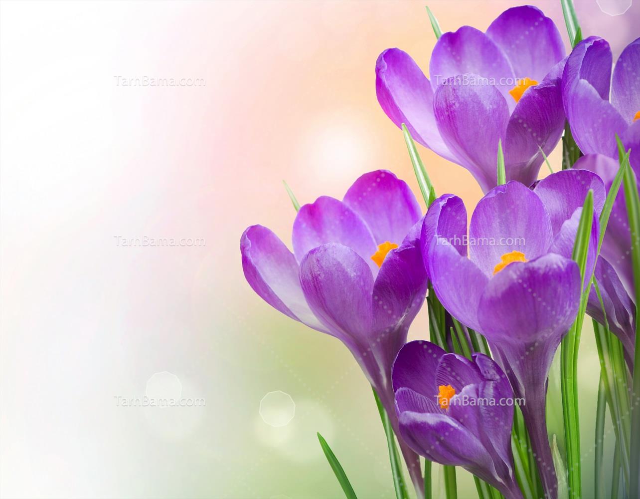 تصاویر گل و گیاه